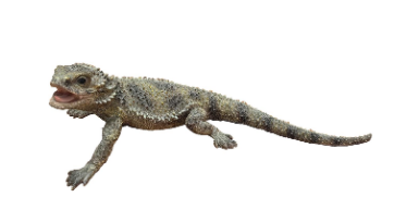 RACEHORSE GOANNA 320x165x90MM