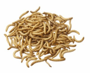 MEALWORMS 20G