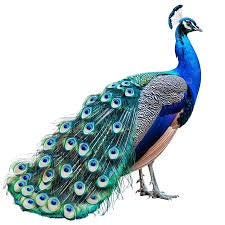 STANDING PEACOCK