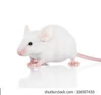 MICE FROZEN