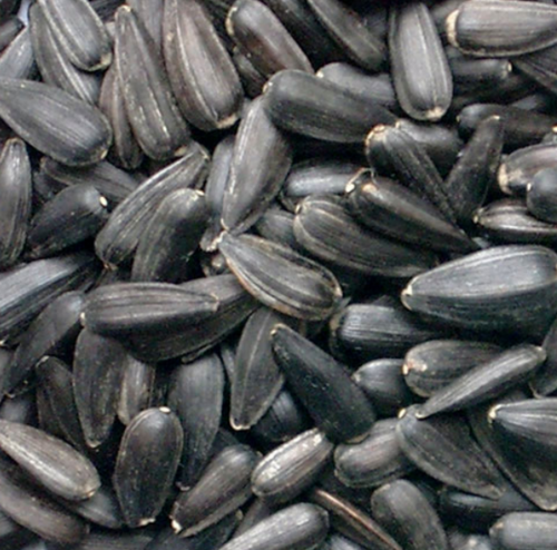 BLACK SUNFLOWER SEED 20KG