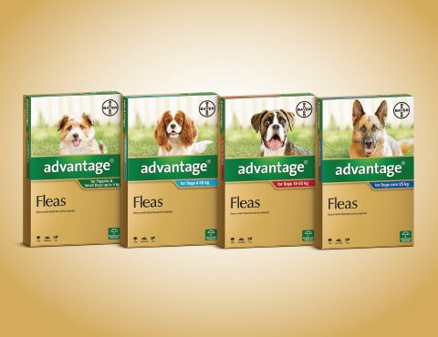 ADVANTAGE FLEA TREAT ONLY 10-25KG DOG
